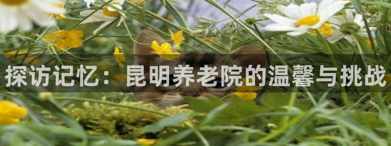 韦德网址是多少